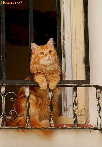 Animale - Of Romeo, unde esti?