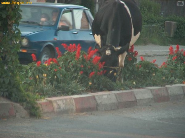 Animale - Cu vaca la oras....