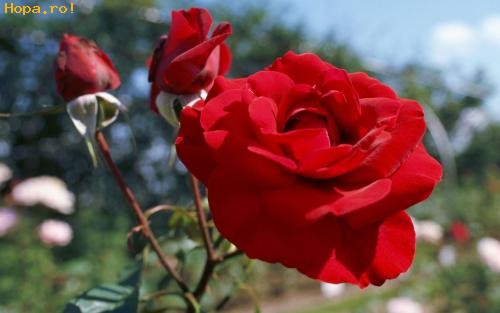 Flori - Rose