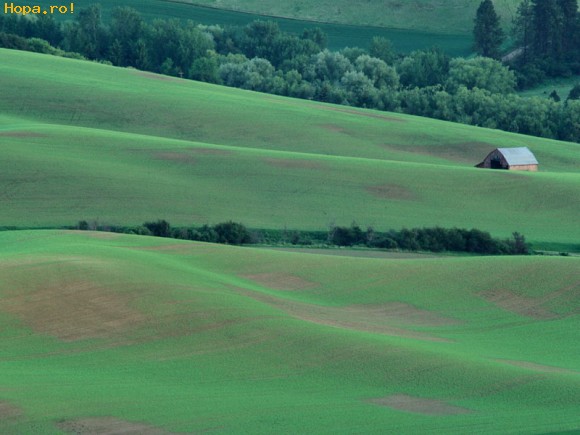 Peisaje - Verde crud