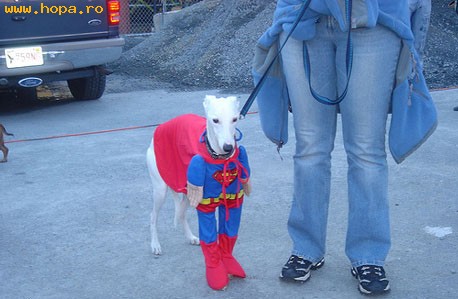 Animale - Super caine.....