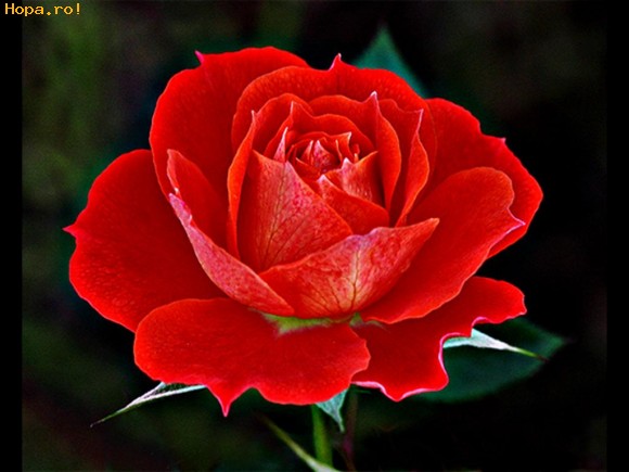 Flori - Floare inimii mele...