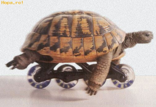 Animale - Tunning