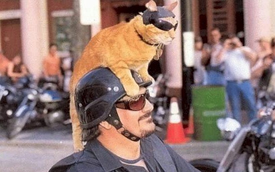 Animale - Biker