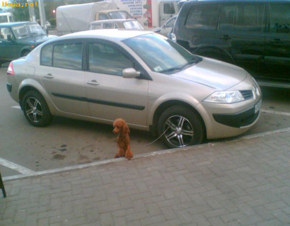 Auto Moto - Cum sa plimbi cainele...
