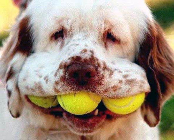 Animale - Cainele si tenisul