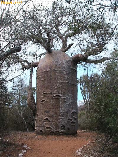 Artistice - Baobab