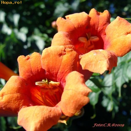 Flori - Campsis radicans