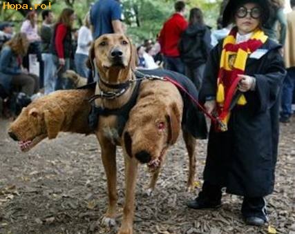 Animale - Halloween