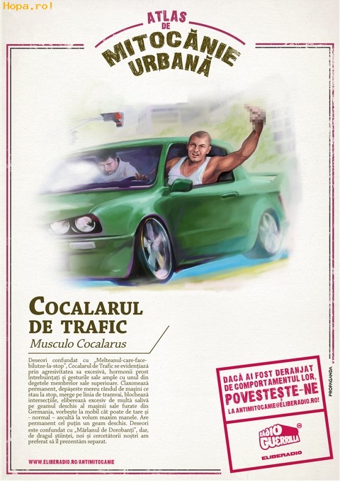 Caricaturi - Cocalarul din Trafic