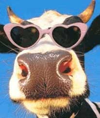 Animale - Vaca Cea SHMEKERA!!!