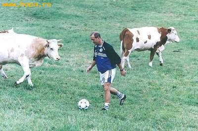 Animale - Fotbal cu vacile