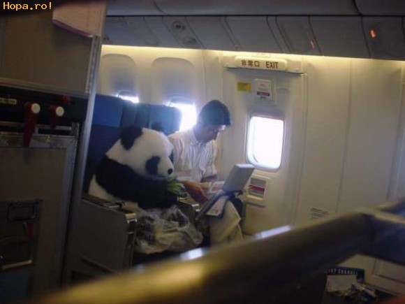 Animale - Cu Panda in avion