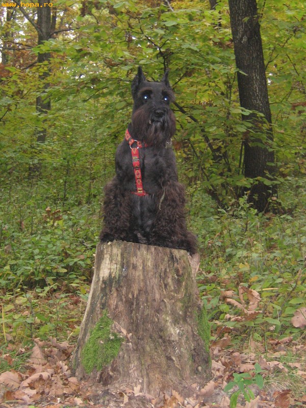 Animale - la fotograf !