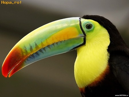 Animale - Cea mai colorata 