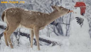 Animale - Povestea caprioarei si a omului de zapada