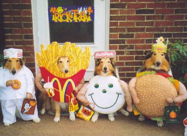 Animale - Halloween Canin