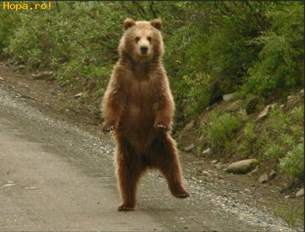 Animale - Dupa ce a baut Ursus, a luat-o pe sapte carari
