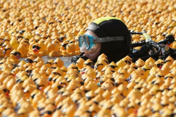 Diverse - Duck hunter