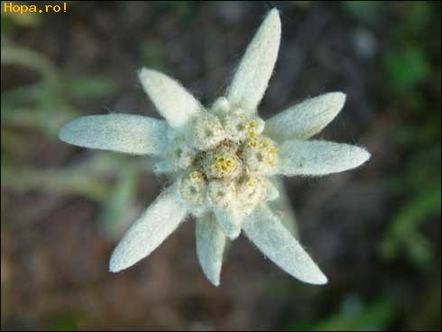 Flori - Floare de colt