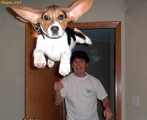 Animale - zboaraaaa