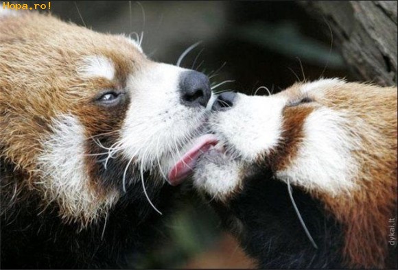 Animale - French Kiss