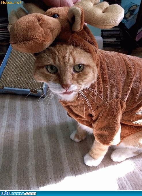 Animale - Cute