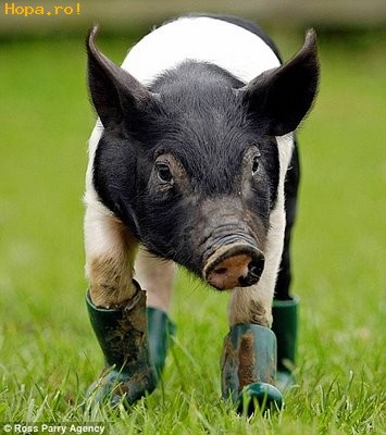 Animale - Gripa porcina