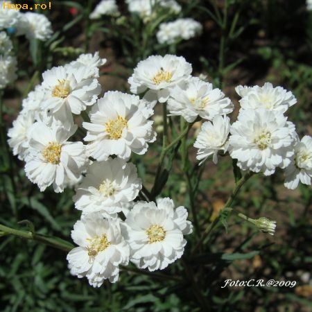 Flori - Gypsophila Paniculata sau Floarea Miresei