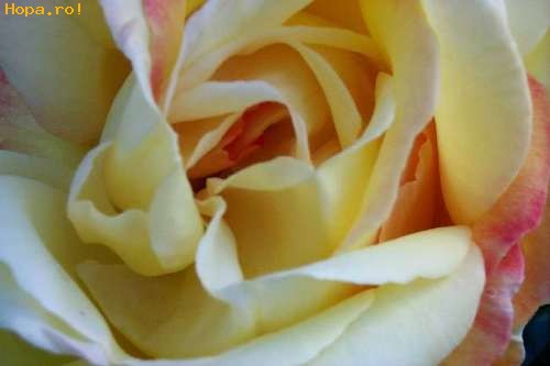 Flori - Trandafir alb