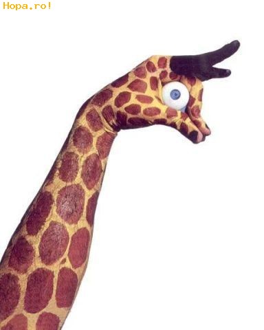 Diverse - Girafa