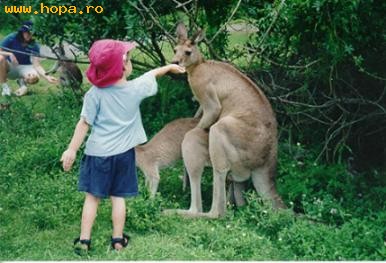 Animale - La zoo