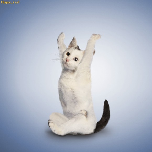 Animale - Yoga