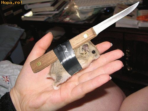 Animale - Mouse pointer