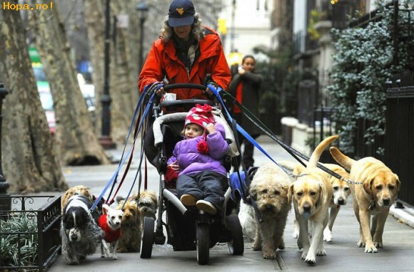 Animale - La plimbare cu copii