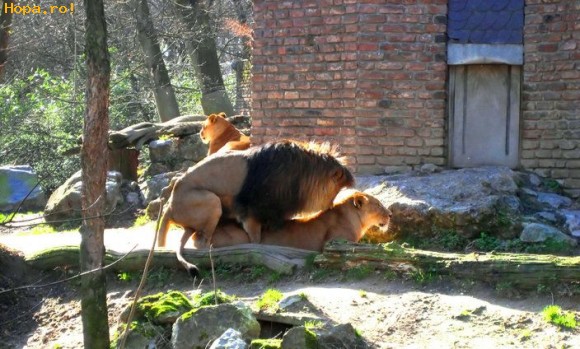 Animale - Leu in calduri