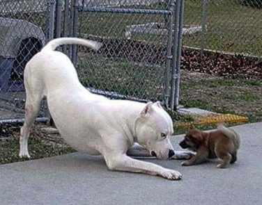 Animale - Caine rau....