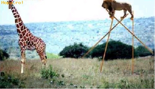 Animale - Sunt mai inalt decat tine girafo!!!
