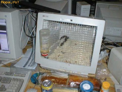 Animale - Monitor pt hamsteri