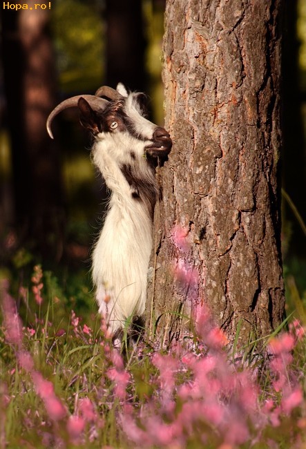 Animale - Ne jucam de-a v-ati ascunselea