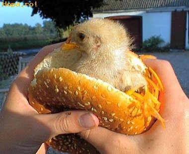 Animale - Sandwich cu pui