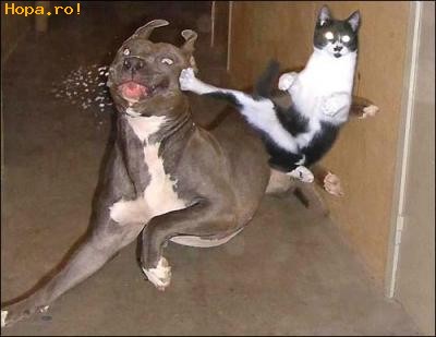 Animale - Ninja kittycat