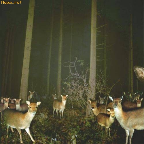 Animale - Noaptea in padure