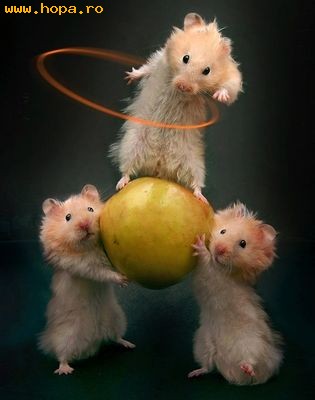 Animale - Hamsteri acrobati