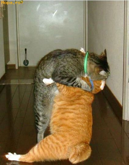 Animale - Off, ce dor mi-a fost de tine...