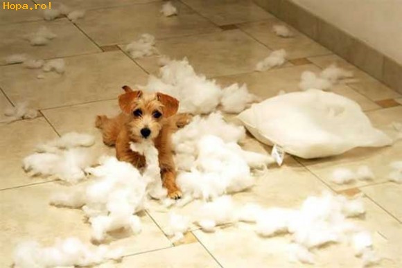 Animale - Oops, s-a  rupt perna