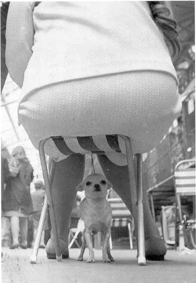 Animale - Stresant ...