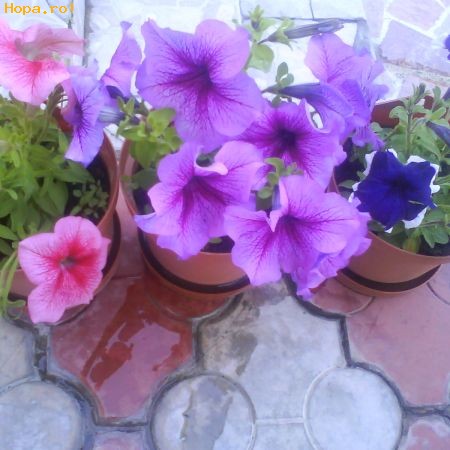 Flori - Petunii