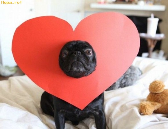 Animale - I love you
