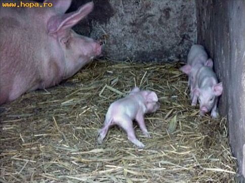 Animale - Cine misca, misca mort !